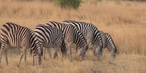 MAKGADIKGADI ADVENTURE SAFARI (SAFARI 004) 